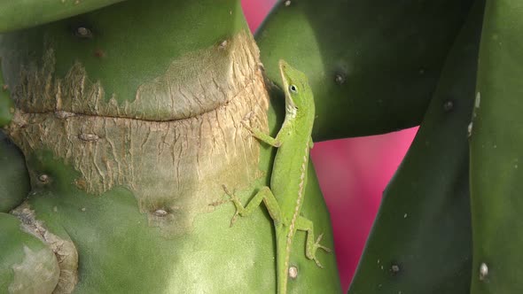  The Northern Green Anole On A Cactus