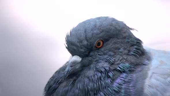 Pigeon Head Closeup alt