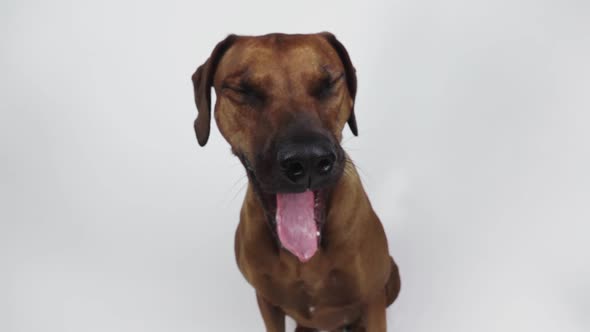 Purebred Ridgeback dog on white background alt