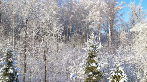 Beautiful winter forest.