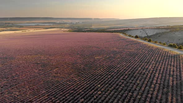 Flight Over Big Hill of Lavender Meadow at Sunset