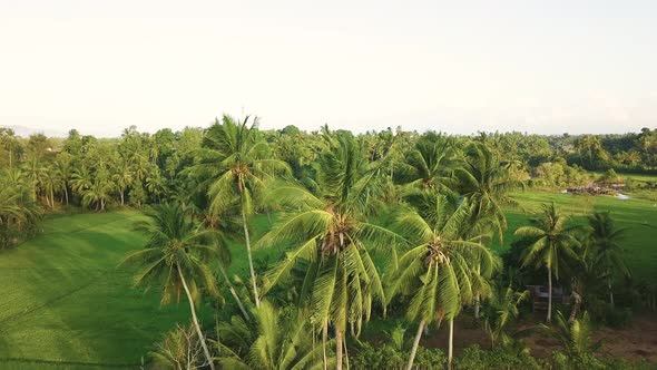 4K Aerial footage of rice field with palm trees at sunrise