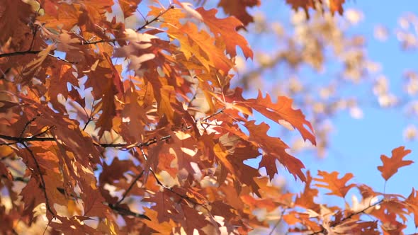 Brown Autumn Leaves alt