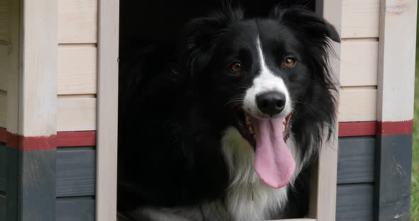 Border Collie Dog in its Dog House, male, Picardy in France, Real Time 4K alt