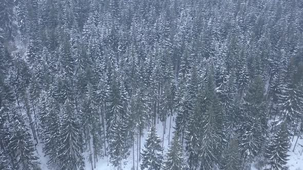 Aerial of snowy mountains pines in the middle of the forest in Carpathian mountains at winter