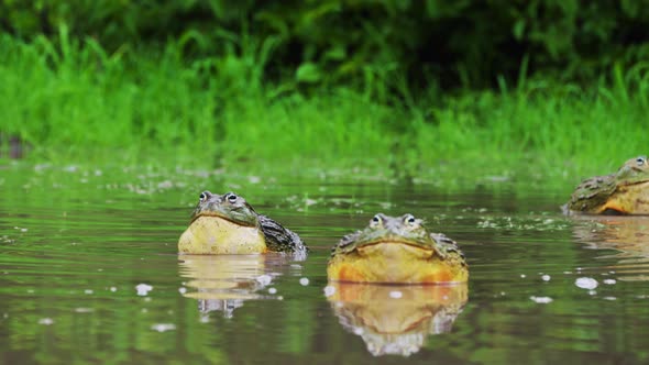 African Bullfrogs In Swamp During Rainy Season. Pyxicephalus Adspersus In Central Kalahari Game Rese alt