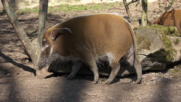 Red River Hog (Potamochoerus porcus) looking for food.   