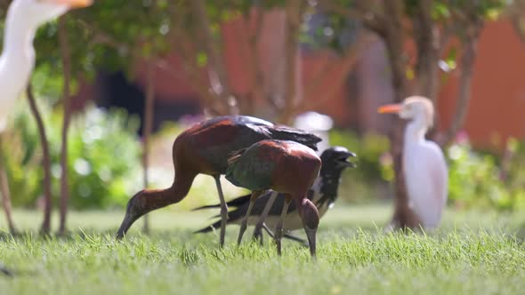 Glossy Ibis Wild Bird Also Known As Plegadis Falcinellus Walking on Green Lawn in Summer alt