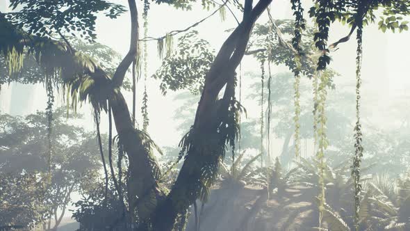 Misty Jungle Rainforest in Fog alt