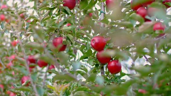 Red apples on a tree in orchard.
