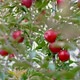 Red apples on a tree in orchard. - VideoHive Item for Sale