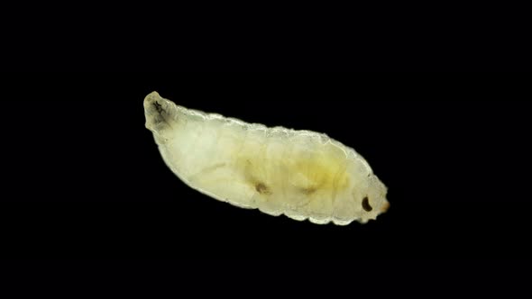 Wormlike Larva of Fruit Fly Insect Drosophila Melanogaster Under a Microscope Order Diptera alt