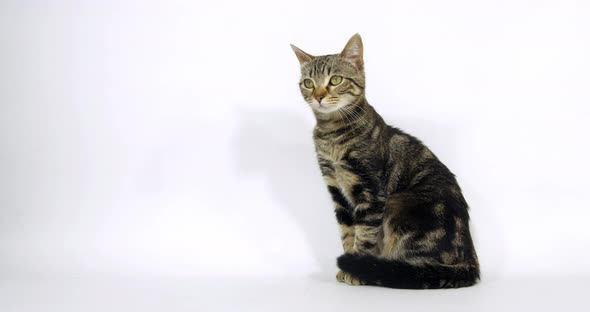 Brown Tabby Domestic Cat, Pussy sitting On White Background, Slow Motion 4K alt