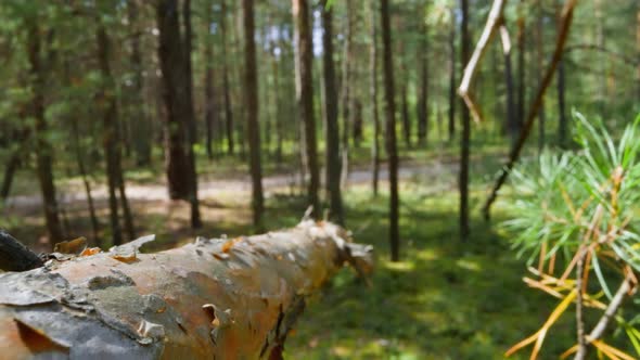 Coniferous Tree Dry Branch in Spring Forest Slow Motion alt