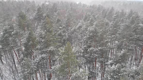 Flight Over the Forest