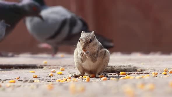 Indian Palm Squirrel or Threestriped Palm Squirrel Funambulus Palmarum alt