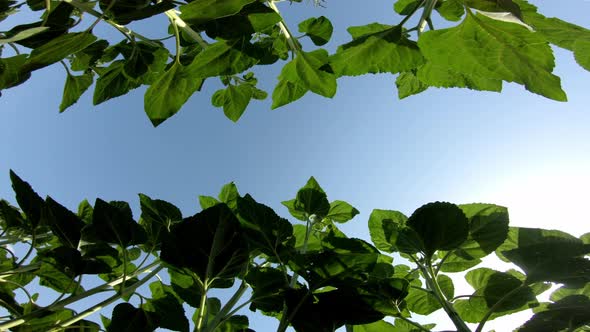 Field With Green Sunflower Leaves. Top View