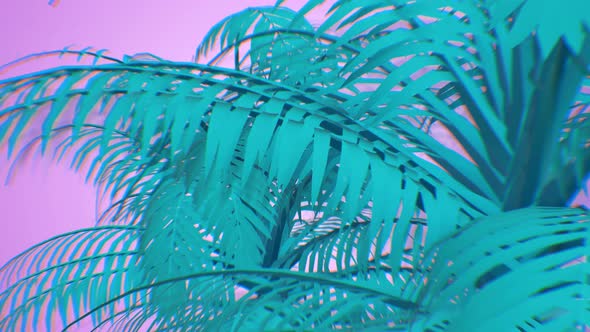 Palm Tree Summer Background 4K