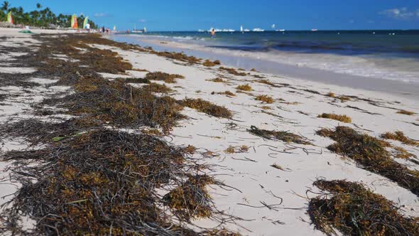 Sargassum Algae on Tropical Beach alt