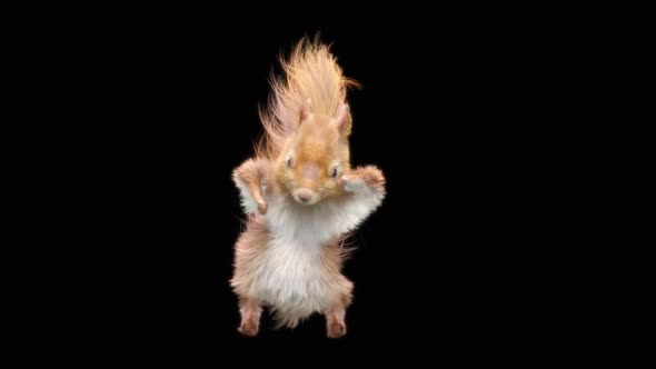 Squirrel Dance HD alt