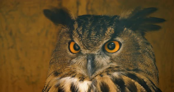 Head of a eagle owl. Close-up alt