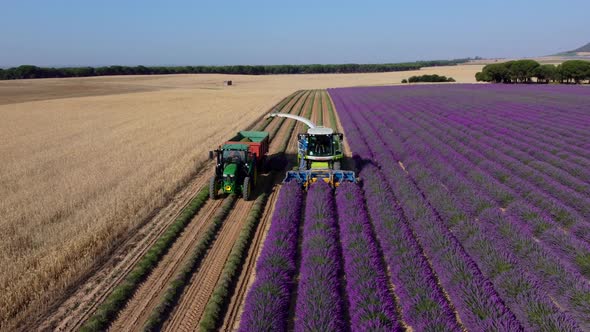 Lavender harvest seen from the air alt