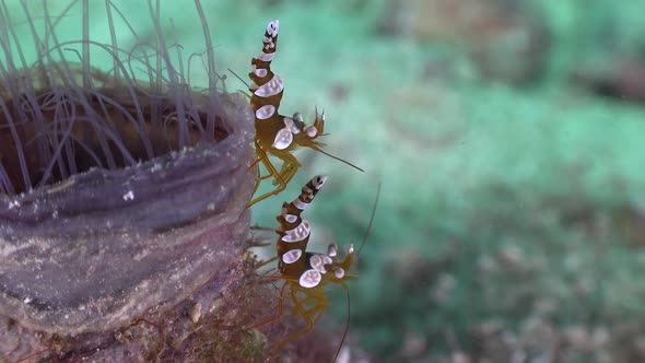 Close up of squat shrimps walking on a sea anemone on a tropical coral reef. alt