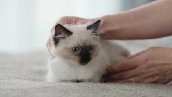 Person Petting Ragdoll Kitty alt