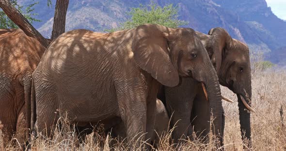 African Elephant, loxodonta africana, Group in the Bush, Tsavo Park in Kenya, Real Time 4K alt