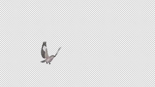 American Mockingbird - Flying Transition - I - Alpha Channel