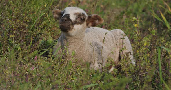 Lamb of Domestic sheeps ( merinos d Arles), grazing in the vineyards, Occitanie, France alt
