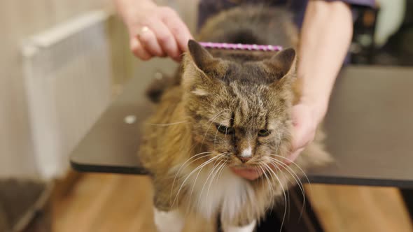 groomer Brushing Maine Coon cat's fur by using comb alt