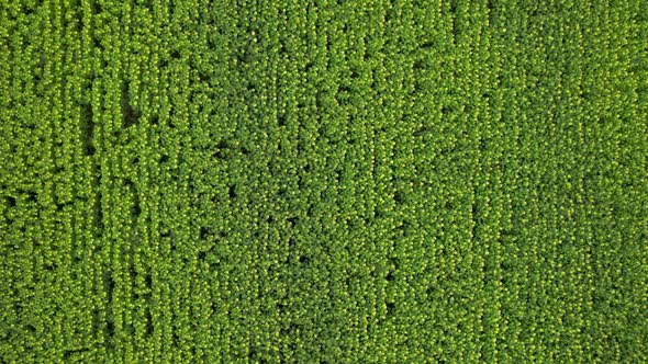 Rural Summer Landscape alt