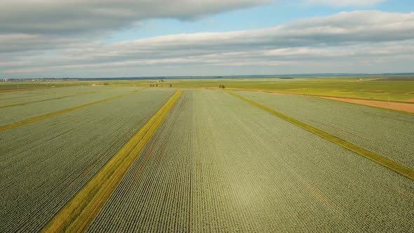 Cabbage Field alt