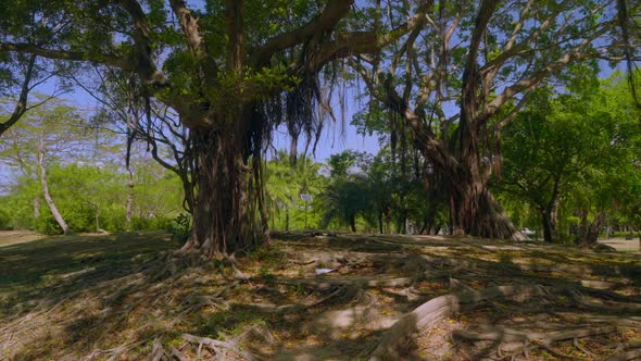 Great Trees Nature Landscape alt