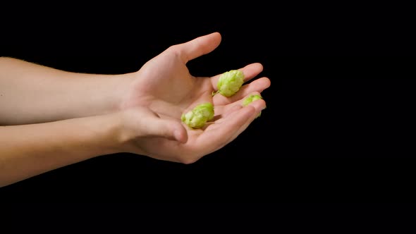Close Up Shot of an Young Man Is Controlling with His Hands at the Moment Harvested Biologic Raw Hop alt