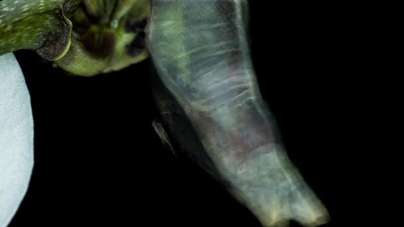 Time Lapse of the Moment of Birth of the Butterfly Papilio Palinurus on a Black Background Birth alt