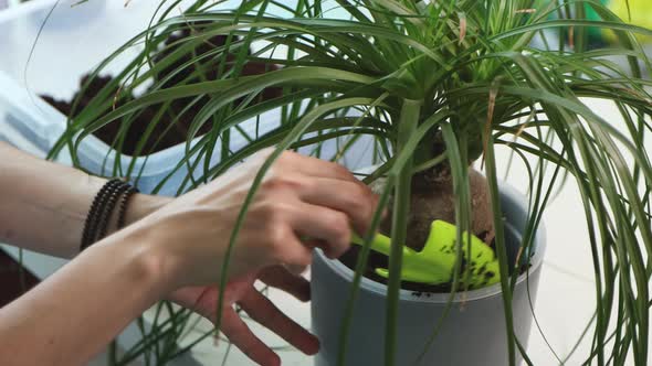 Young Woman Transplants Domestic Flower Into New Pot at Home