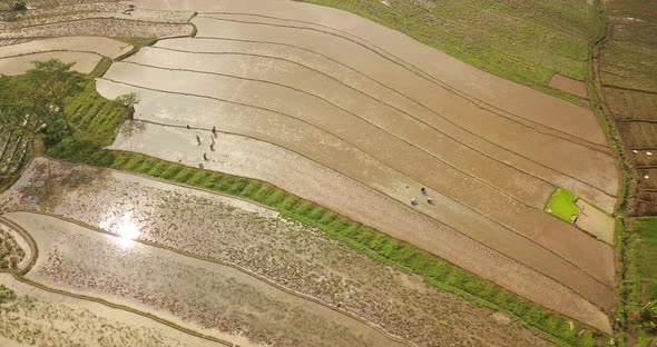Aerial orbit shot showing worker working on flooded rice fields in Indonesia during sunlight - Sun r alt