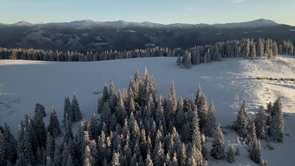 Drone Circle Around Snow Covered Pine Forest