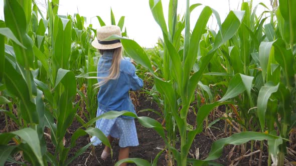 Little Girl and Boy Playing in Catch Up Through Corn Field. Cute Children Running Among Maize