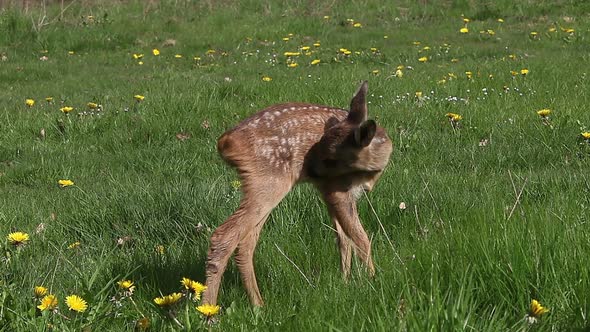 975061 Roe Deer, capreolus capreolus, Fawn in Blooming Meadow, Grooming, Normandy, Real Time alt