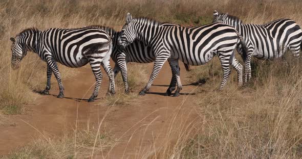 Grant's Zebra, equus burchelli boehmi, Herd at Nairobi Park in Kenya, Real Time 4K alt