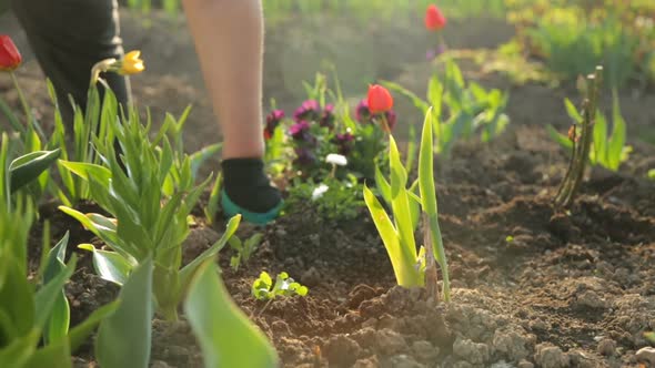 Planting flowers in the garden