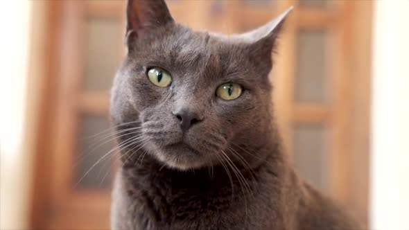 Curious Black Cat Looking Around alt