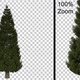 Breezy Pine Tree - Alpha Channel - Full Hd - VideoHive Item for Sale