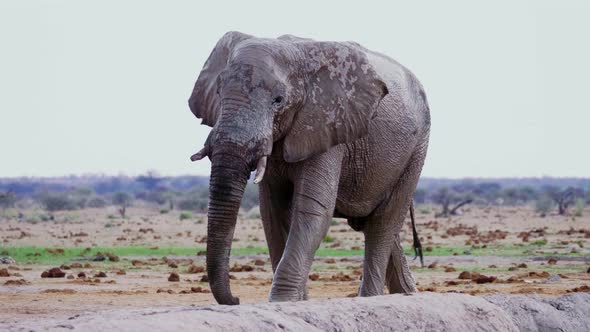 Wild Elephant Bull With Broken Tusks Coming Towards The Waterhole To Drink In Nxai Pan National Park alt
