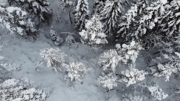 Aerial top down shot through beautiful frozen woods reveal Snow covered house alt