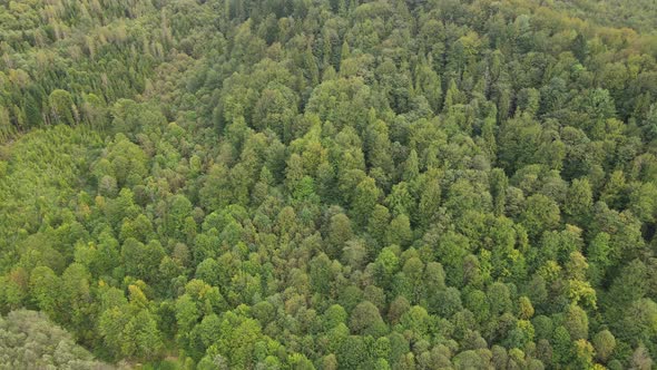 Trees in the Mountains Slow Motion. Aerial View of the Carpathian Mountains in Autumn. Ukraine alt