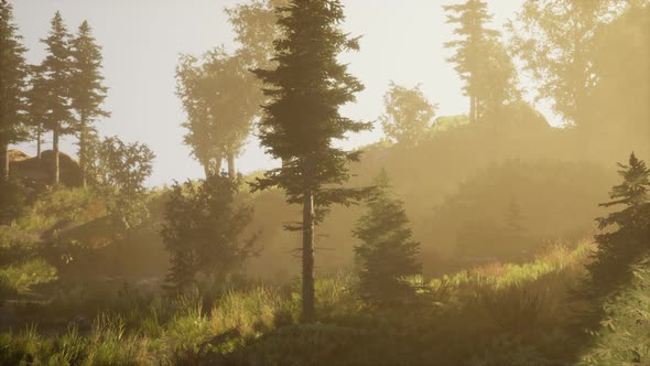 Panoramic View of the Majestic Evergreen Forest in a Morning Fog alt